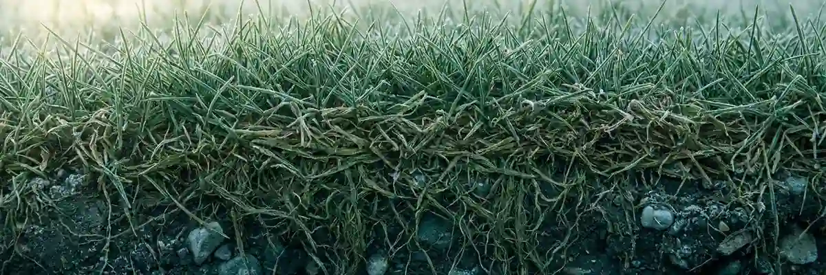 An illustration of cool-season lawn turf cut through from the side: green blades above, a layer of matted stems, root mass below that, and dark soil at the base.